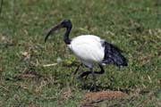 Ibis posvtn (Threskiornis aethiopicus), jezero Ziway. Jih,  Etiopie.