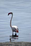 Plamek rov (Phoenicopterus ruber), jezero Shala. Jih, Etiopie.