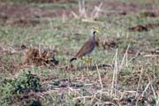 ejka hnd (Vanellus senegallus), okol Arba Minche. Jih, Etiopie.
