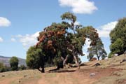 Nrodn park Bale Mountain. Jih,  Etiopie.