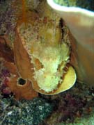 Crocodile Fish.  Potpn u ostrova Bunaken, lokalita Siladan I. Indonsie.