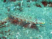 Potpn u ostrova Bunaken, lokalita Molas Wreck. Indonsie.