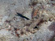 Ribbon Eel. Potpn u ostrova Bunaken, lokalita Molas Wreck. Sulawesi,  Indonsie.