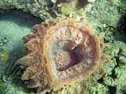 Potpn u ostrova Bunaken, lokalita Molas Wreck. Sulawesi,  Indonsie.