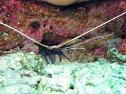 Kreveta (Shrimp). Potpn u ostrova Bunaken, lokalita Mandolin. Indonsie.