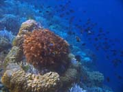 Potpn u ostrova Bunaken, lokalita Alban. Sulawesi,  Indonsie.