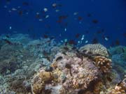 Potpn u ostrova Bunaken, lokalita Alban. Sulawesi,  Indonsie.