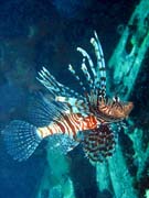 Perutn, nebo-li Lionfish. Potpn u ostrov Togian, Kadidiri, vrak bombardru B24 z druh svtov vlky potopen 3. kvtna 1945. Indonsie.