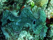 Giant Clam, Potpn u ostrov Togian, Kadidiri, lokalita Dominic Rock. Indonsie.