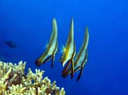 Bannerfish. Potpn u ostrov Togian, Kadidiri, lokalita Taipai. Indonsie.