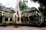 Ta Prohm - chrm v dungli. Oblast Angkor Watu. Kamboda.