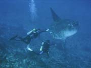 M�s��n�k sv�tiv� (Ocean Sunfish �i Mola Mola) na lokalit� Crystal Bay u ostrova Nusa Penida. Bali,  Indon�sie.