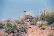 Kalahari Gemsbok Nrodn park. Jihoafrick republika.