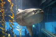 Msnk svtiv - Ocean Sunfish (Mola Mola). Akvrium ve mst Osaka. Japonsko.