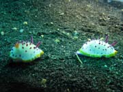 Nudibranches, Lembeh dive sites. Indonsie.