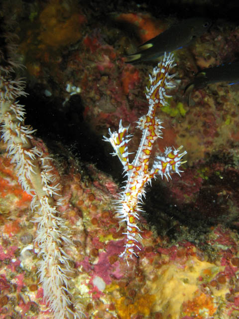Ghost pipefish. Lokalita Richelieu Rock. Thajsko.